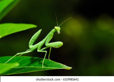 mantis standing on green leaf, little hunter of nature