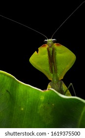Mantis Standing in a tree leaf. Macro wildlife photography. Amazon rainforest. 
