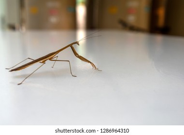 Mantis stands on a white table.