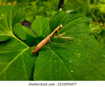 Mantis Statilia Maculata, Family Mantidae