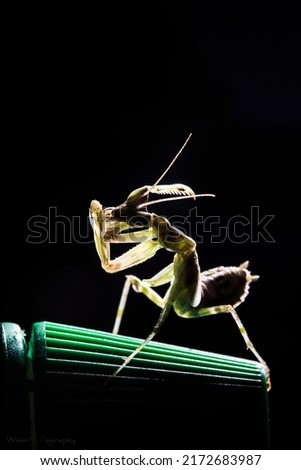 Mantis with strobist background. Mantises are distributed worldwide in temperate and tropical habitats.