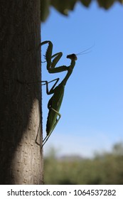 mantis at tree