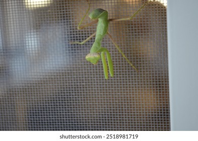 mantis walking on the screen of a window