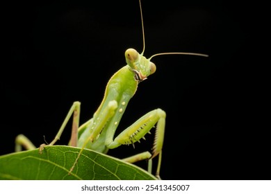 mantis in the wild state 