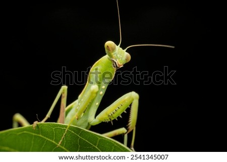 mantis in the wild state 
