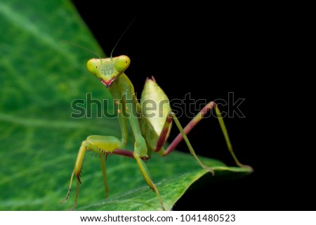  Mantis,Praying Mantis,Grasshopper,praying mantid (ORTHOPTERA)