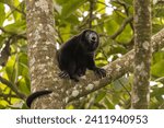 Mantled howler monkey (Alouatta palliata), photographed in Arenal Volcano National Park. Costa Rica. Wildlife.