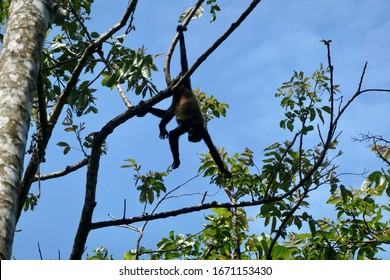 Mantled Howler Monkey In Costa Rica