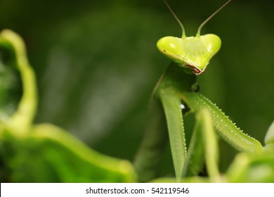 Mantodea