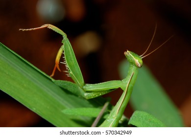 Mantodea