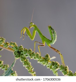 An Mantodea Crawling On The Tree.