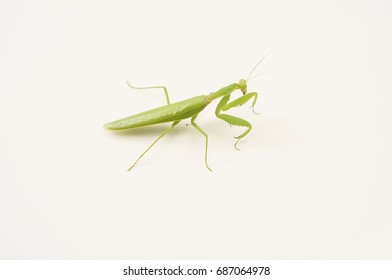 Mantodea, Mantis On White Background