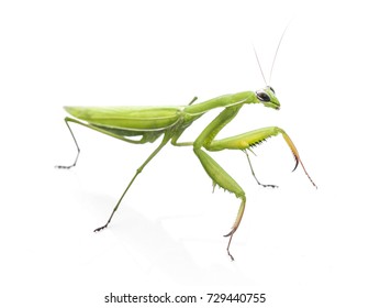 Mantodea, Mantis On White Background