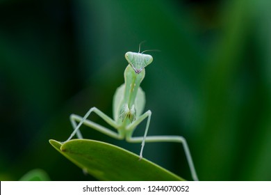 Mantodea Is On A Green Leaf.