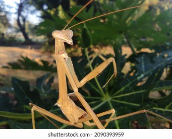 Mantodea Is On A Green Leaf.