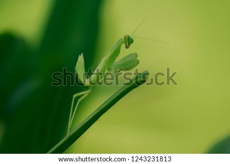 Similar – Image, Stock Photo mister green Nature Animal