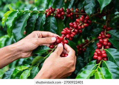 Manual Coffee Cherry Picking Process on Coffee Farm Plantation