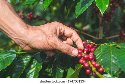 THE MANUAL COFFEE HARVEST - Colombian Coffee Plantation