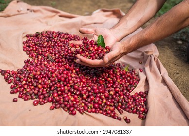 THE MANUAL COFFEE HARVEST - Colombian Coffee Plantation