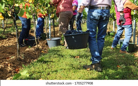 Manual Grape Harvesting, Hand Harvesting