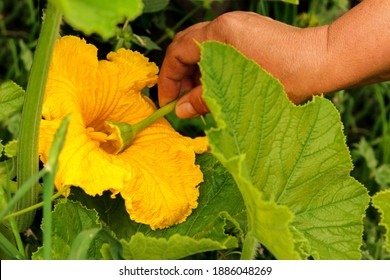Manual pollination of zucchini flowers with a male flower. Work in the garden in the spring pollination of plants.