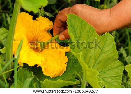 Manual pollination of zucchini flowers with a male flower. Work in the garden in the spring pollination of plants.