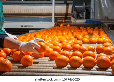 Die manuelle Auswahl der Früchte: ein Arbeiter, der Orangen pickt, um die zweitklassigen abzulehnen