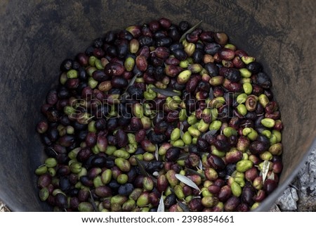 Similar – Hand of young boy full of black olives