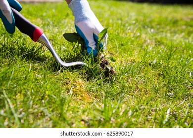 Manual Weed Control. A Garden Gloved Hand Manually Pulls A Weed From The Grass With The Help Of A Weed Pulling Tool.