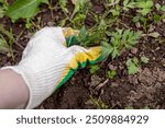 Manual weed removal. Gardener in gardening gloves