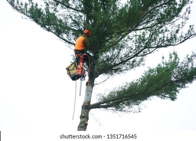 Manual Worker Hanging By Crane To The Tree Top For Tree Removal                  