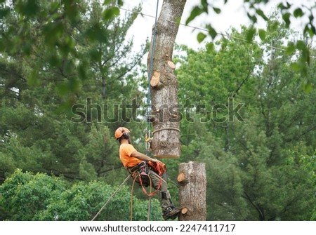 manual worker hanging by crane to the tree top for tree removal           