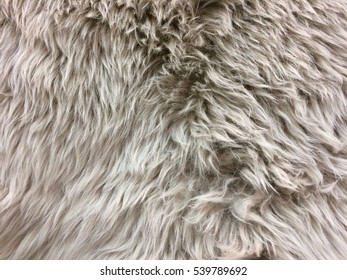Manufactured Skin Sheep Stock Photo 539789692 | Shutterstock
