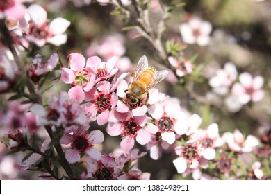 Manuka Flowers And Honey Bee