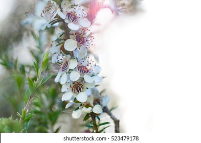 Manuka Flowers (with White Space) From Which Bees Make Manuka Honey With Medicinal Benefits