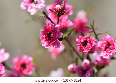 Manuka Tea-tree?Broom Teatree.(Leptospermum Scoparium J. R. Forst. Et G. Forst.) 