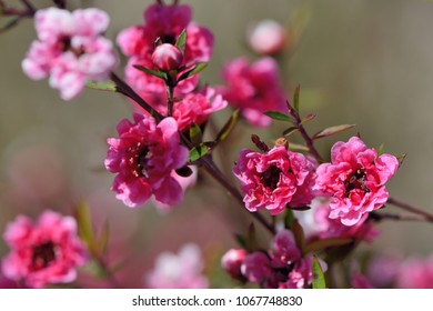 Manuka Tea-tree?Broom Teatree.(Leptospermum Scoparium J. R. Forst. Et G. Forst.) 