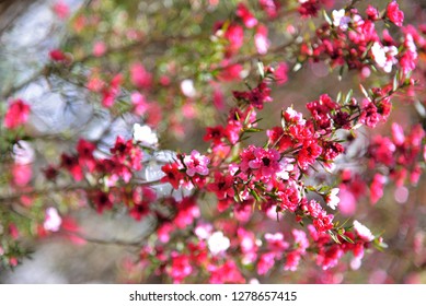 Manuka Tea-tree、Broom Teatree.(Leptospermum Scoparium J. R. Forst. Et G. Forst.)