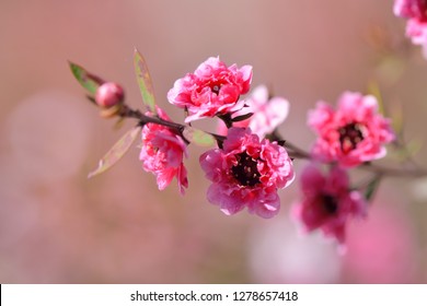 Manuka Tea-tree、Broom Teatree.(Leptospermum Scoparium J. R. Forst. Et G. Forst.)