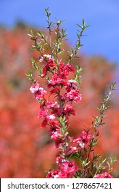 Manuka Tea-tree、Broom Teatree.(Leptospermum Scoparium J. R. Forst. Et G. Forst.)