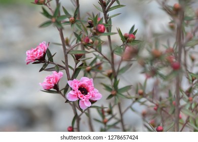 Manuka Tea-tree、Broom Teatree.(Leptospermum Scoparium J. R. Forst. Et G. Forst.)