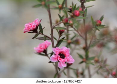 Manuka Tea-tree、Broom Teatree.(Leptospermum Scoparium J. R. Forst. Et G. Forst.)