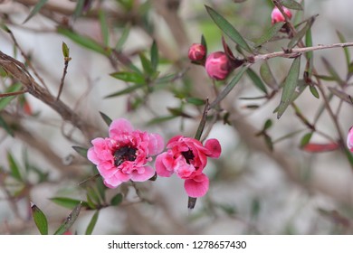 Manuka Tea-tree、Broom Teatree.(Leptospermum Scoparium J. R. Forst. Et G. Forst.)