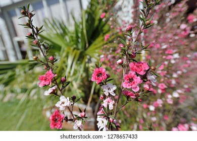 Manuka Tea-tree、Broom Teatree.(Leptospermum Scoparium J. R. Forst. Et G. Forst.)