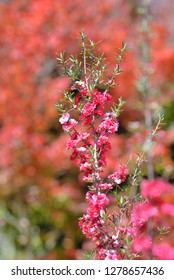 Manuka Tea-tree、Broom Teatree.(Leptospermum Scoparium J. R. Forst. Et G. Forst.)