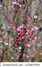 Manuka Tea-tree、Broom Teatree.(Leptospermum Scoparium J. R. Forst. Et G. Forst.)