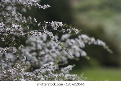 Manuka Tree Is Flowering In Spring. It Is Grown At Gardens, Paddocks, And Hills In New Zealand. Their Flowers Are Food Source For Bees That Produce Manuka Honey.