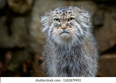 Pallas Cat High Res Stock Images Shutterstock