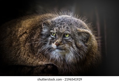 1,527 Manul Images, Stock Photos & Vectors | Shutterstock