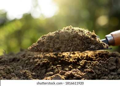 Manure or cow manure for cultivation and agriculture.